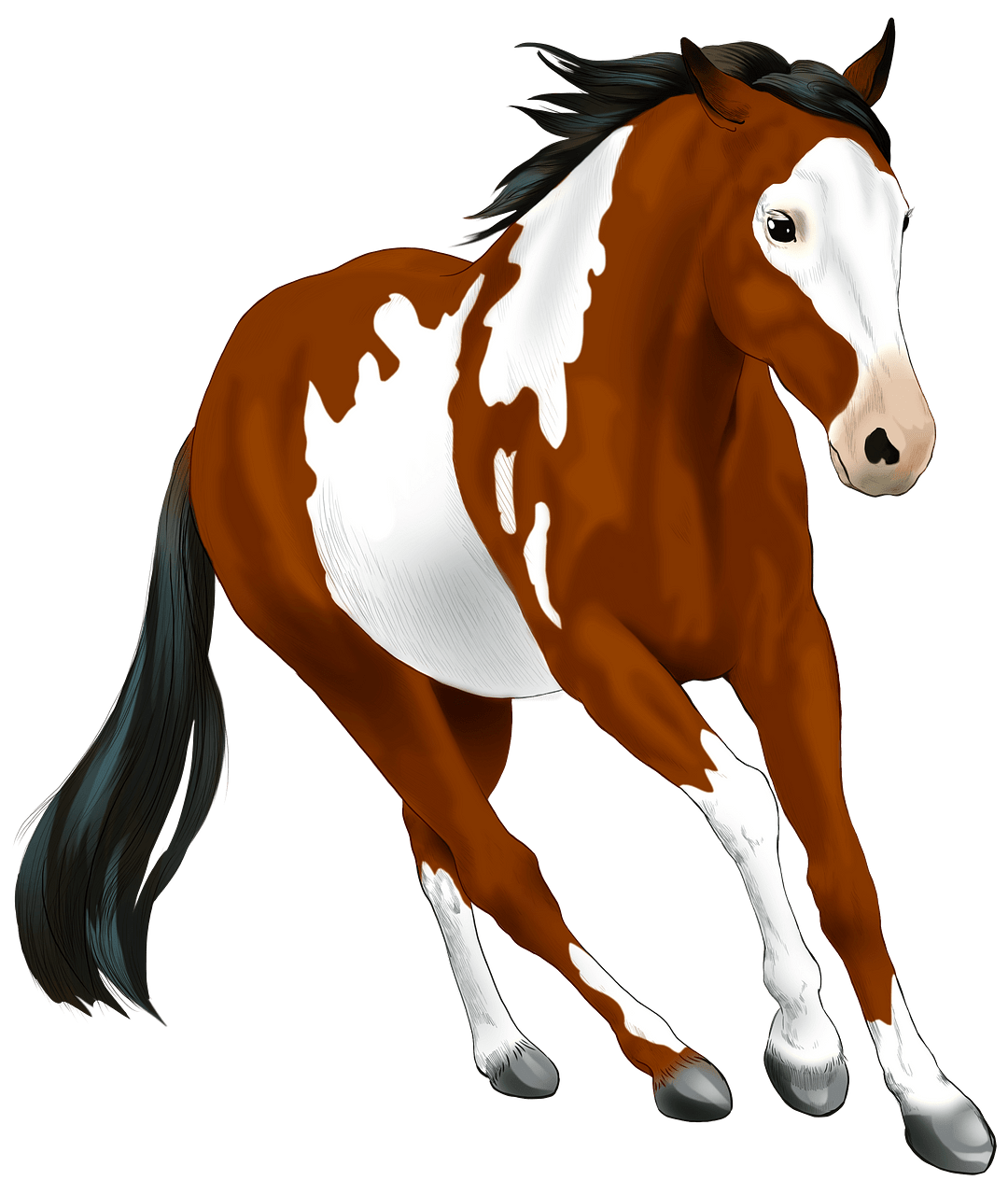 American Paint Horse clipart