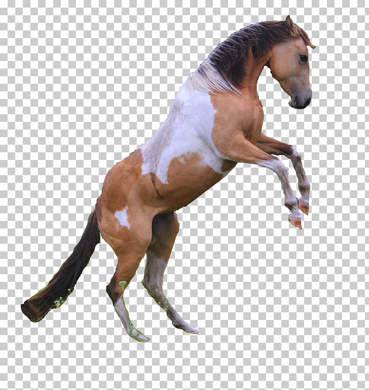 Mustang American Paint Horse Appaloosa Akhal