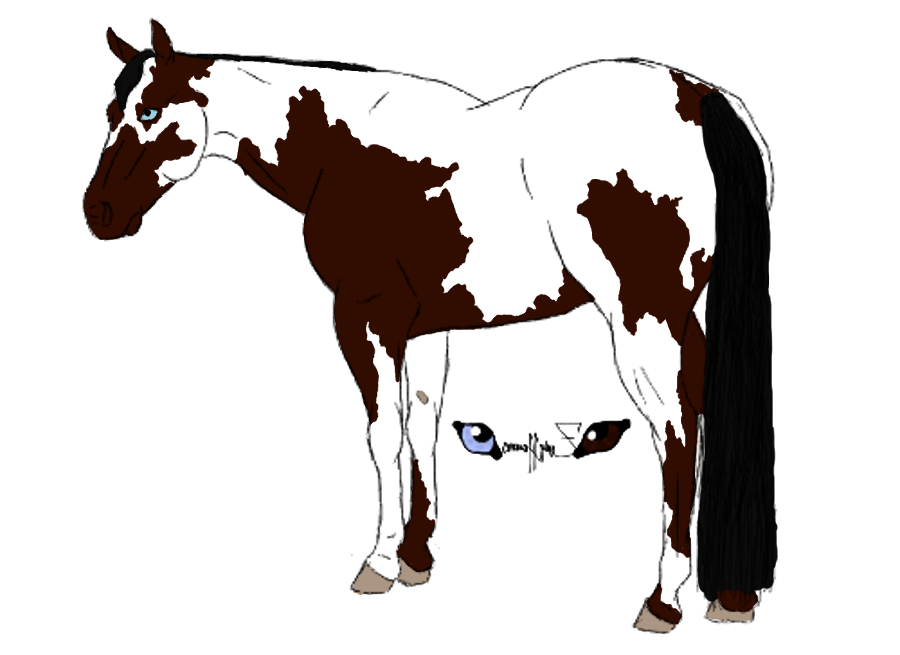 American Paint Horse Foal Drawing Clip art