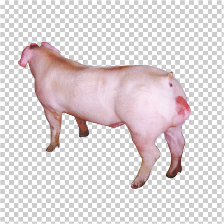 Duroc pig Wilbur, pig PNG clipart