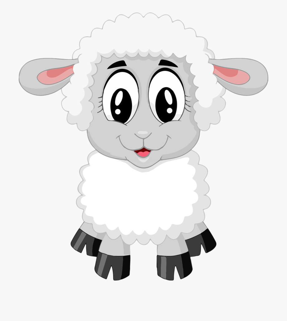 Lamb sheep cute.