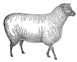 Sheep black and white free black and white sheep clipart