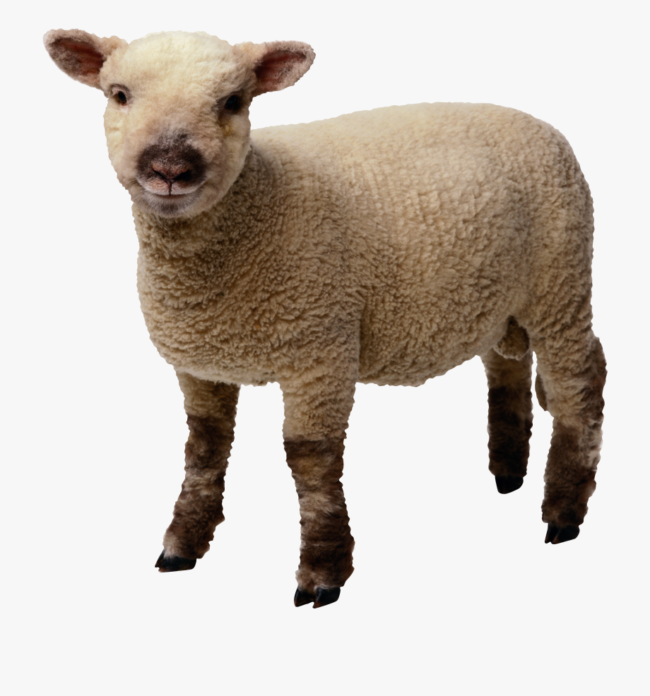 free sheep clipart transparent