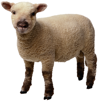 Download SHEEP Free PNG transparent image and clipart