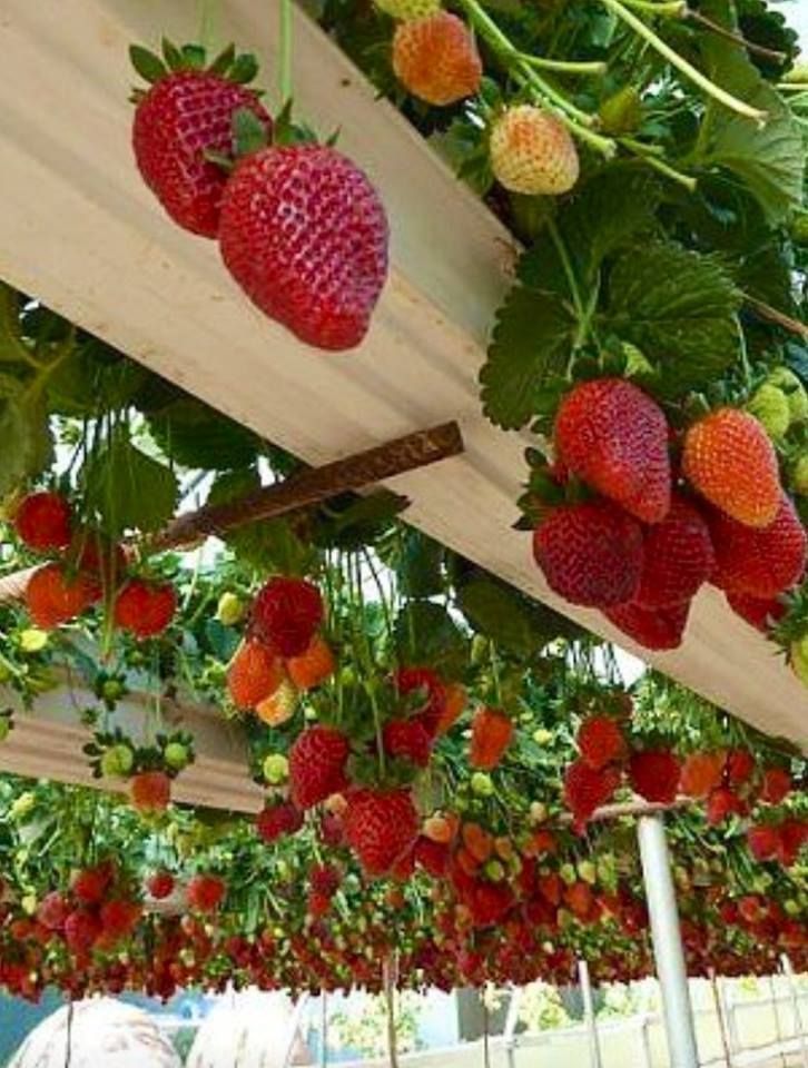 Strawberry Gutter Garden