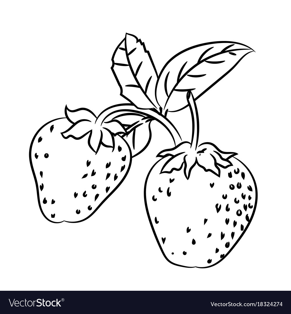 Line drawing of strawberry