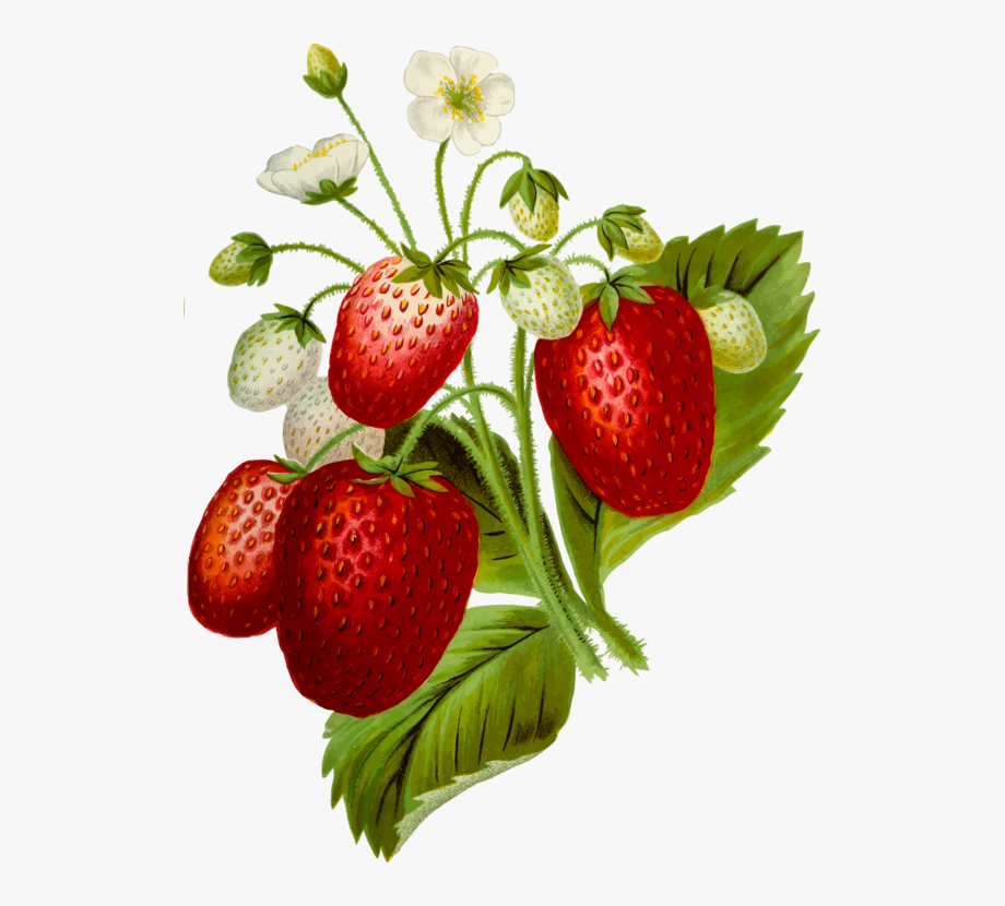 Strawberries Clipart Strawberrry