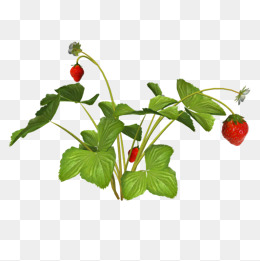 Strawberry plant png.