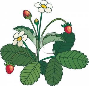 Strawberry Plant With Flowers