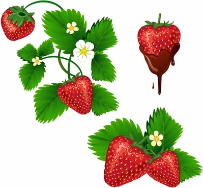 Strawberry plants vector free vector download