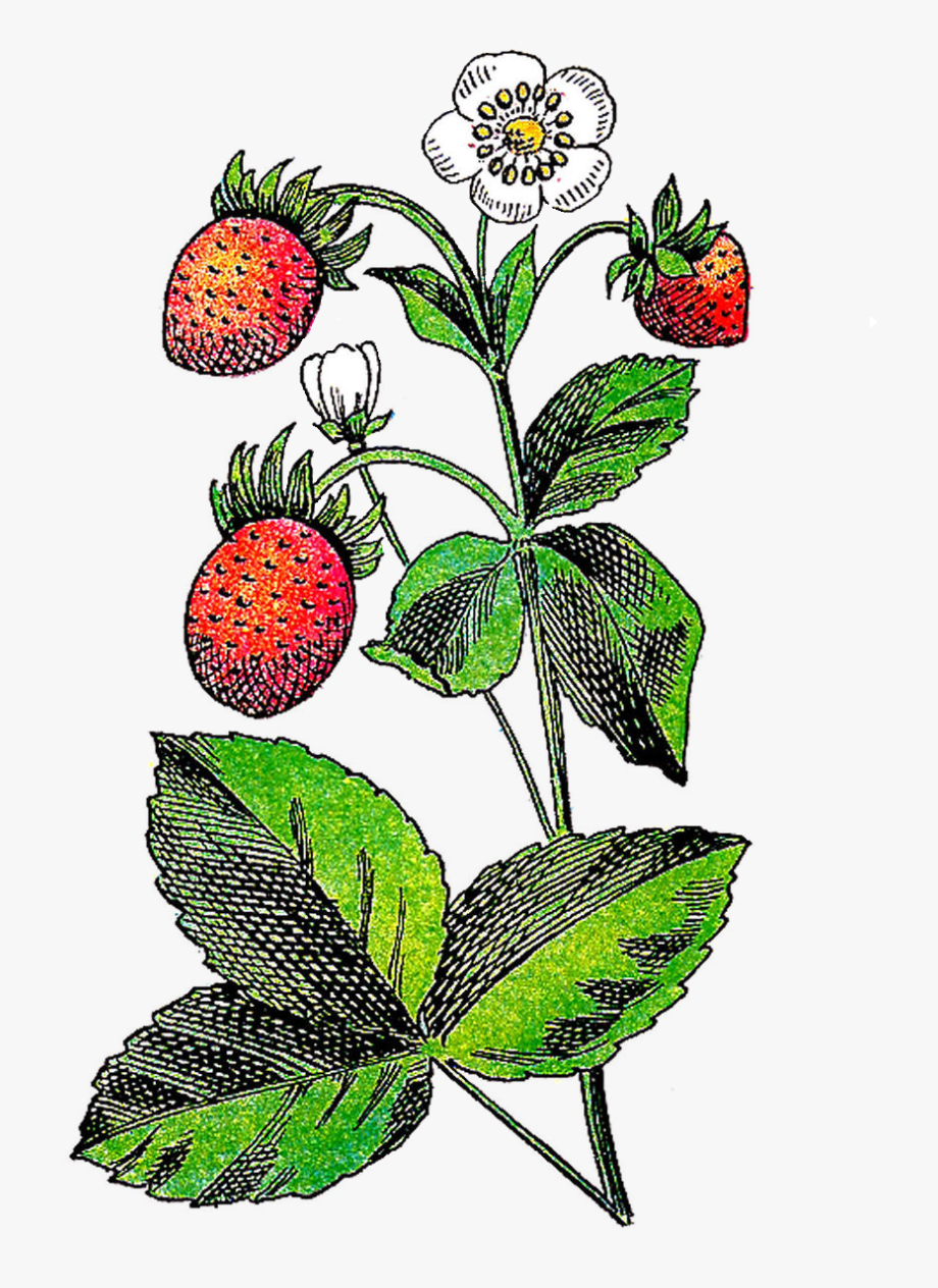 Strawberry flower fruit.