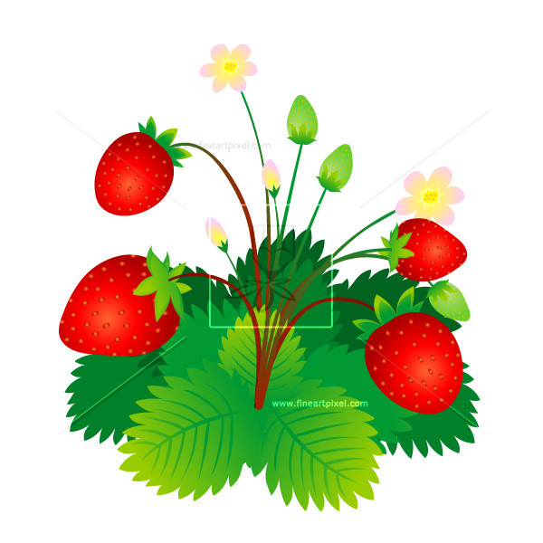 Strawberry plant .
