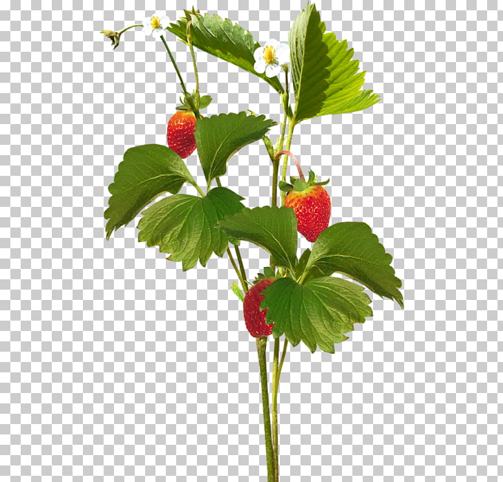 Strawberry , summer spring PNG clipart