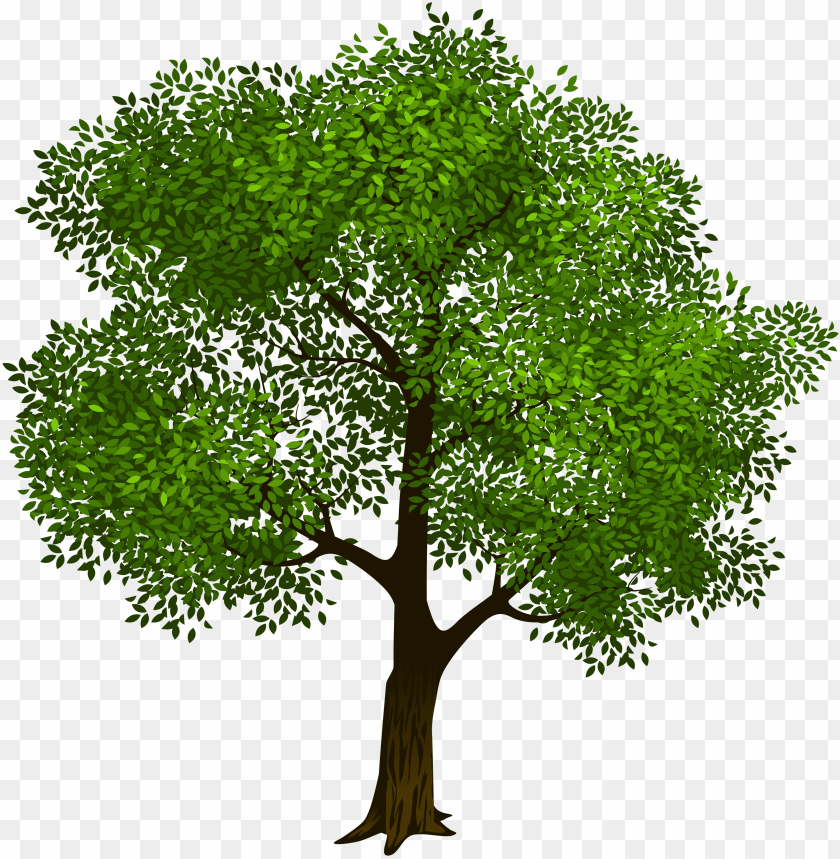 Transparent green tree clipart picture