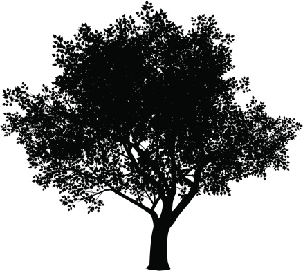 Free clipart elm tree
