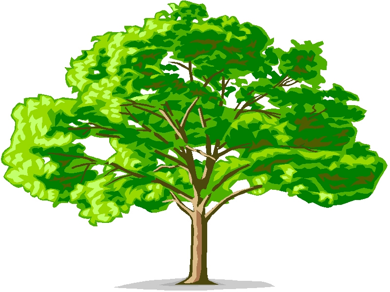free tree clipart elm