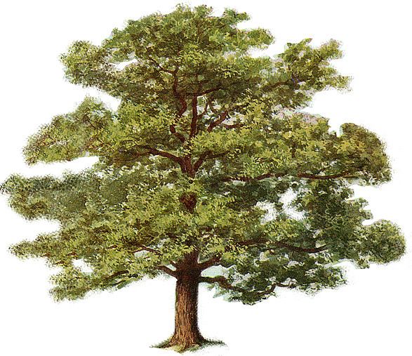 free tree clipart oak