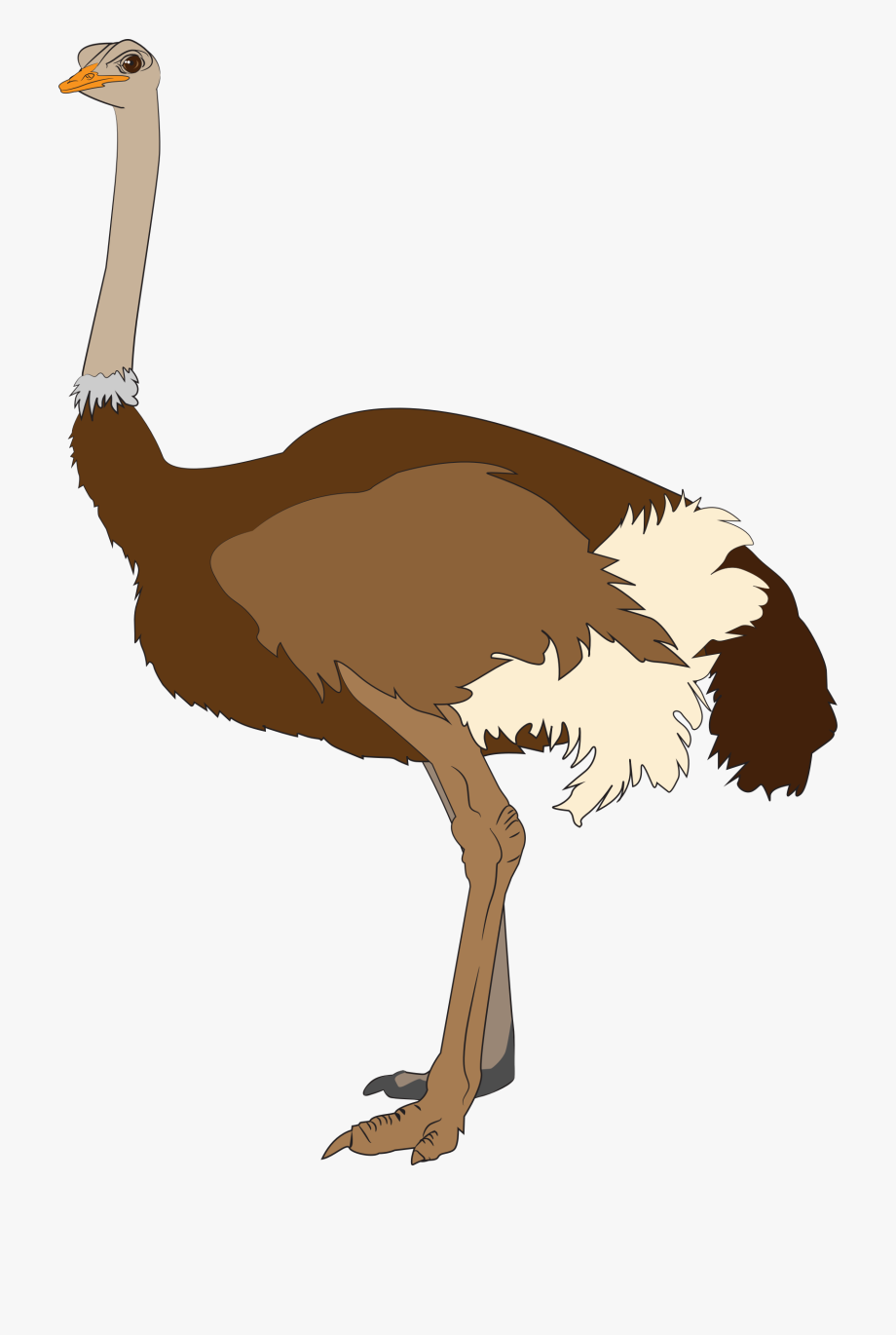 Ostrich Clipart Clip Art