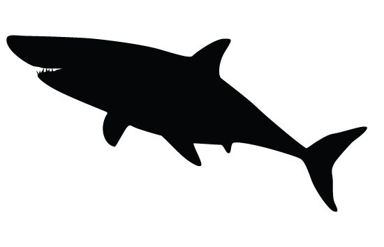 Shark silhouette vectors