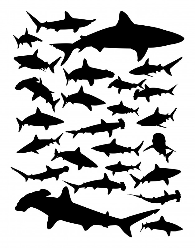 Silhouette shark vector.