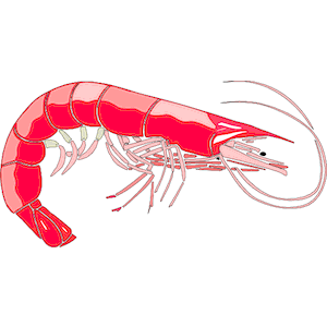 Free Shrimp Cliparts, Download Free Clip Art, Free Clip Art