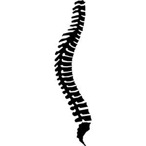Spine clipart cliparts.