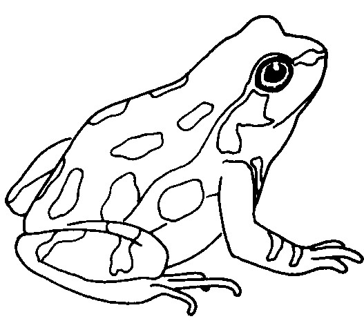 Frog clipart cliparts.