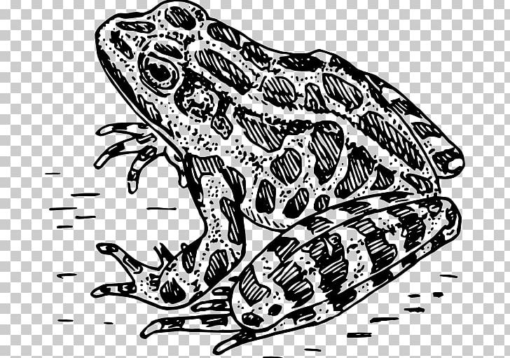 Frog amphibian black.