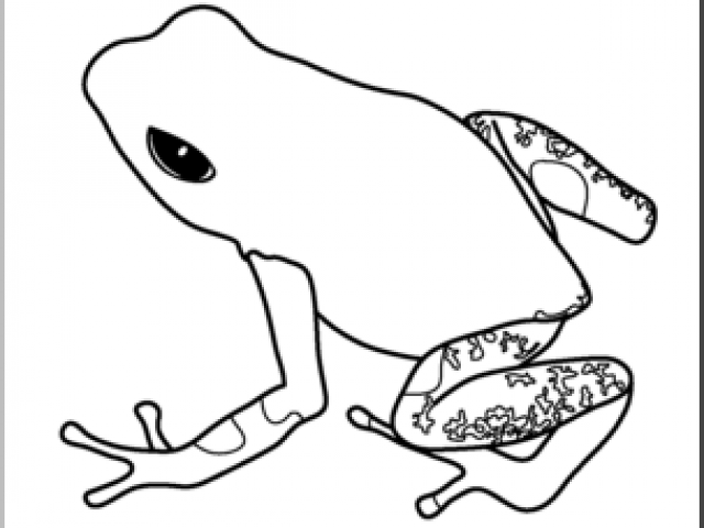Free Poison Dart Frog Clipart, Download Free Clip Art on