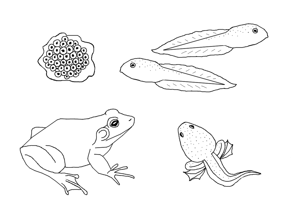 Frog Eggs Clipart Black And White