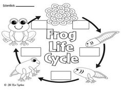 Life Cycle Of Frog Clipart Black And White