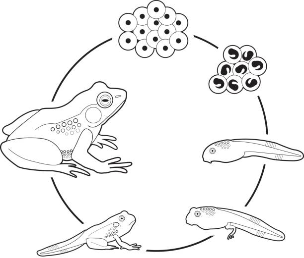 Frog Life Cycle Clipart Black And White
