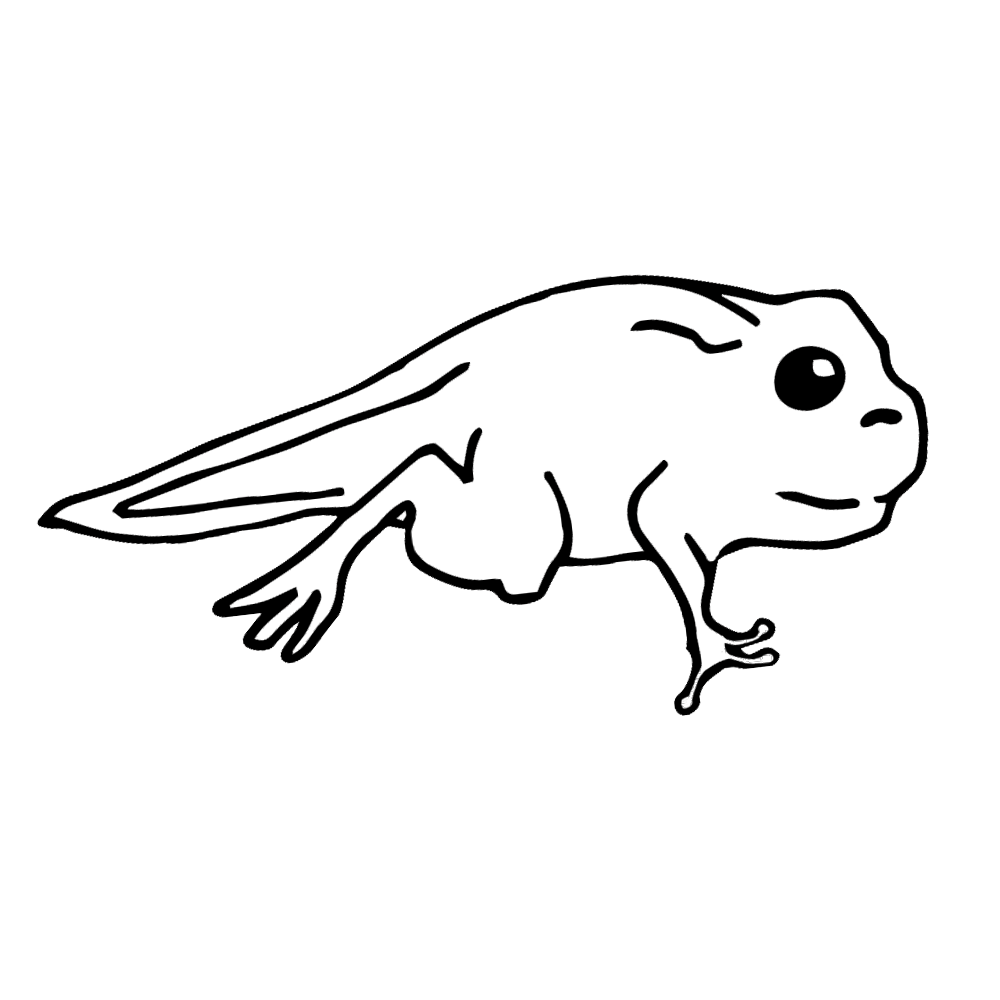 frog clipart black and white tadpole