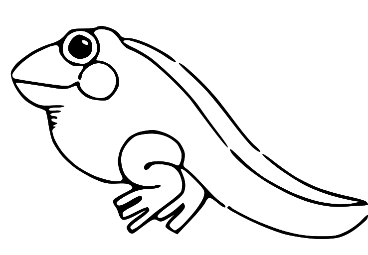 frog clipart black and white tadpole