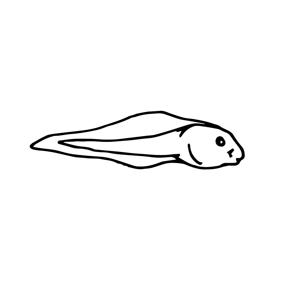 Tadpole clipart insect.