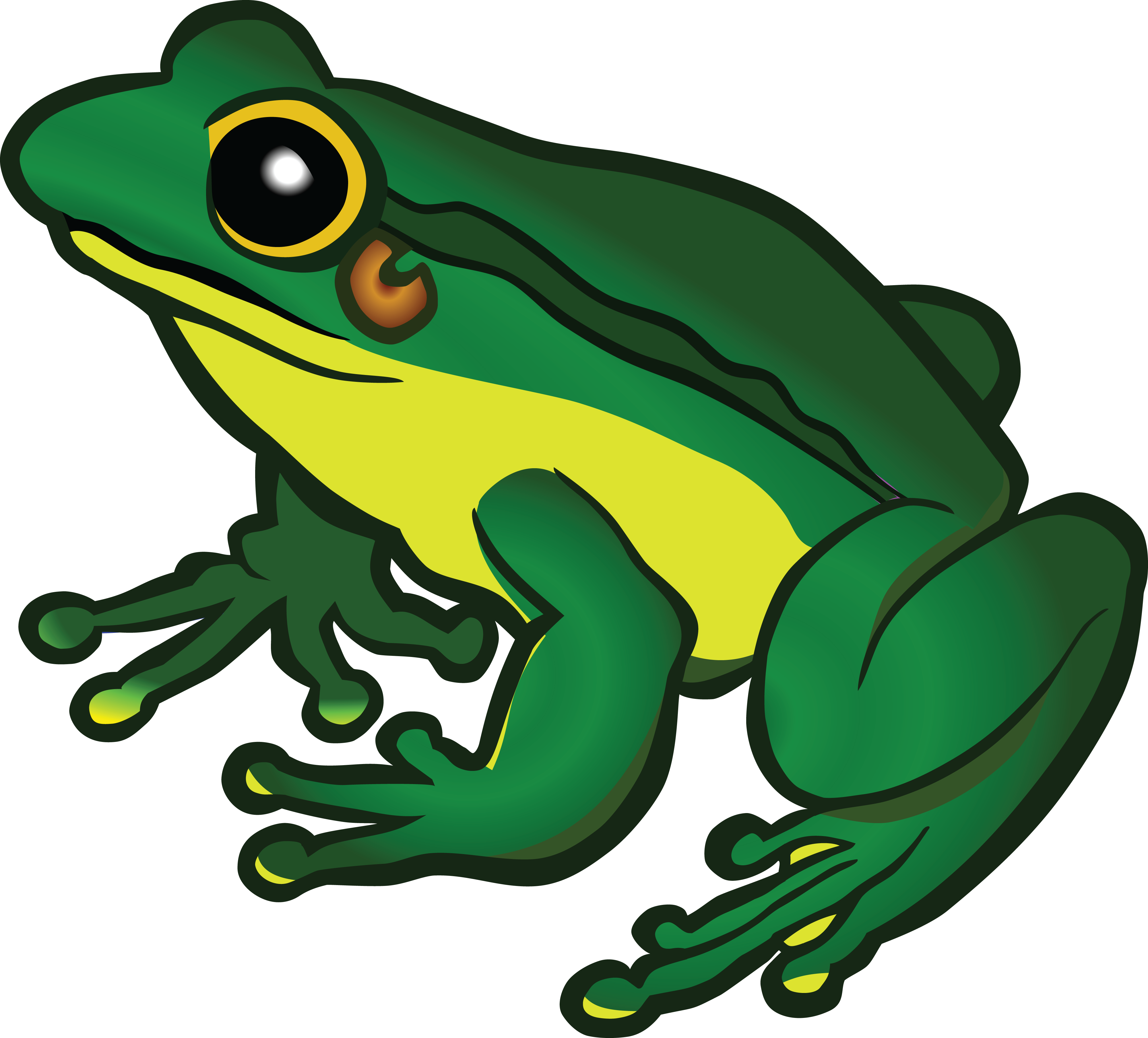 Frogs clipart toad.