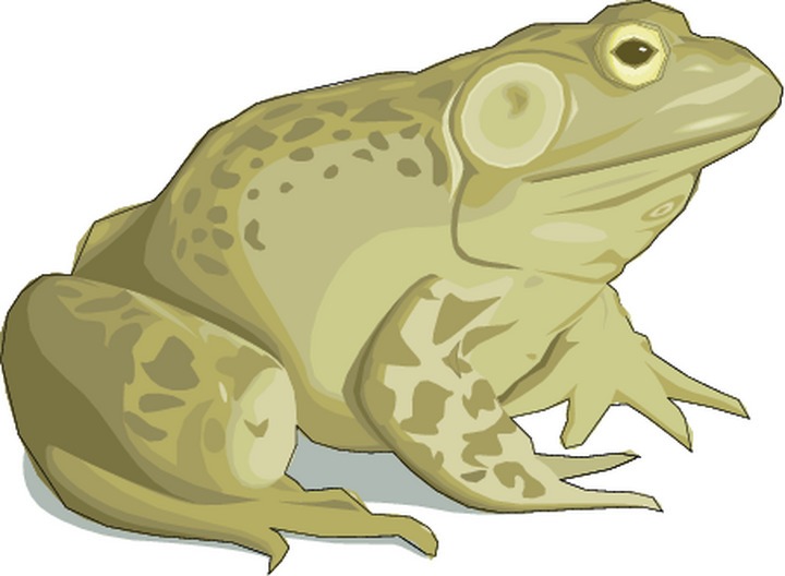 Free toad cliparts.