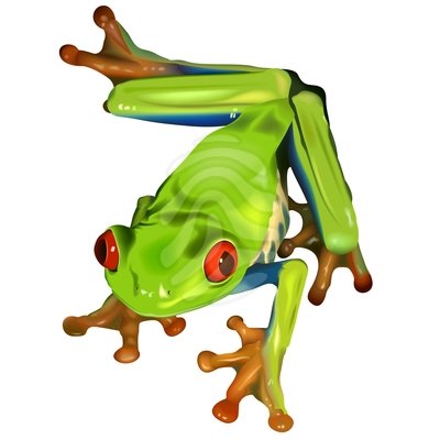 Tree frog clipart.