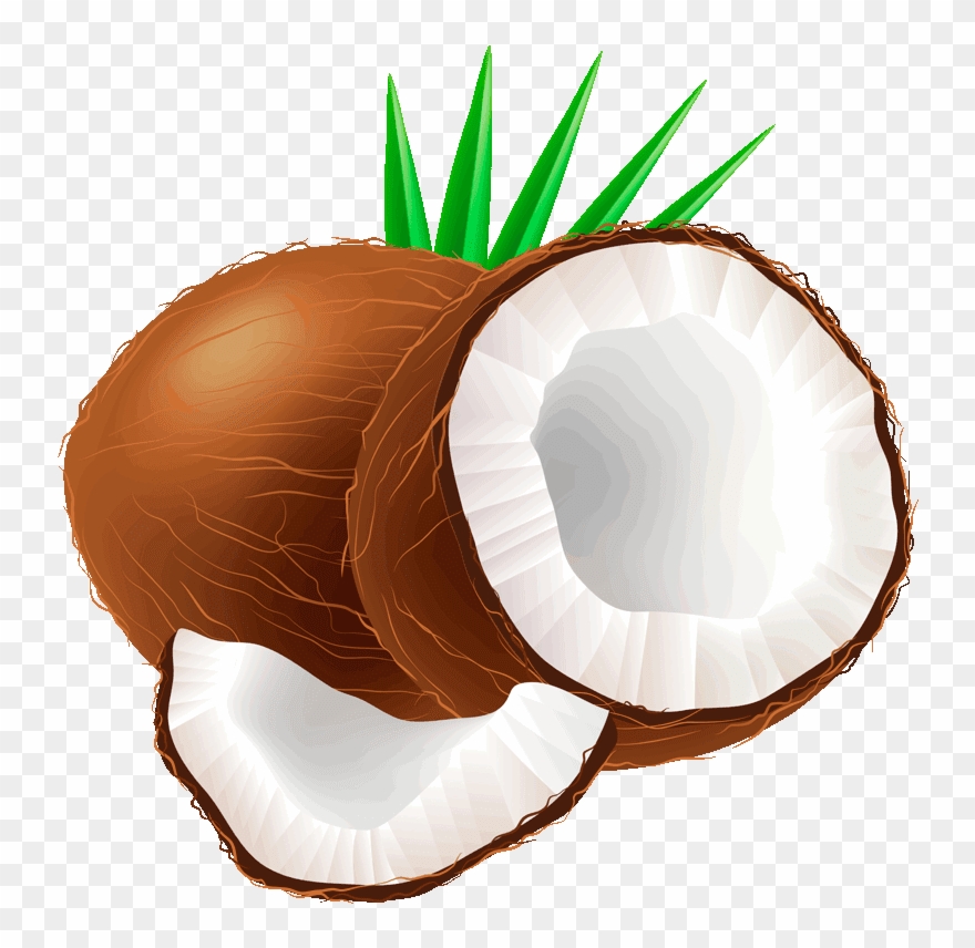 Coconut clipart coconut.