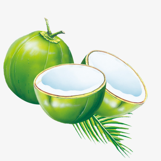 Coconut fruit clipart.