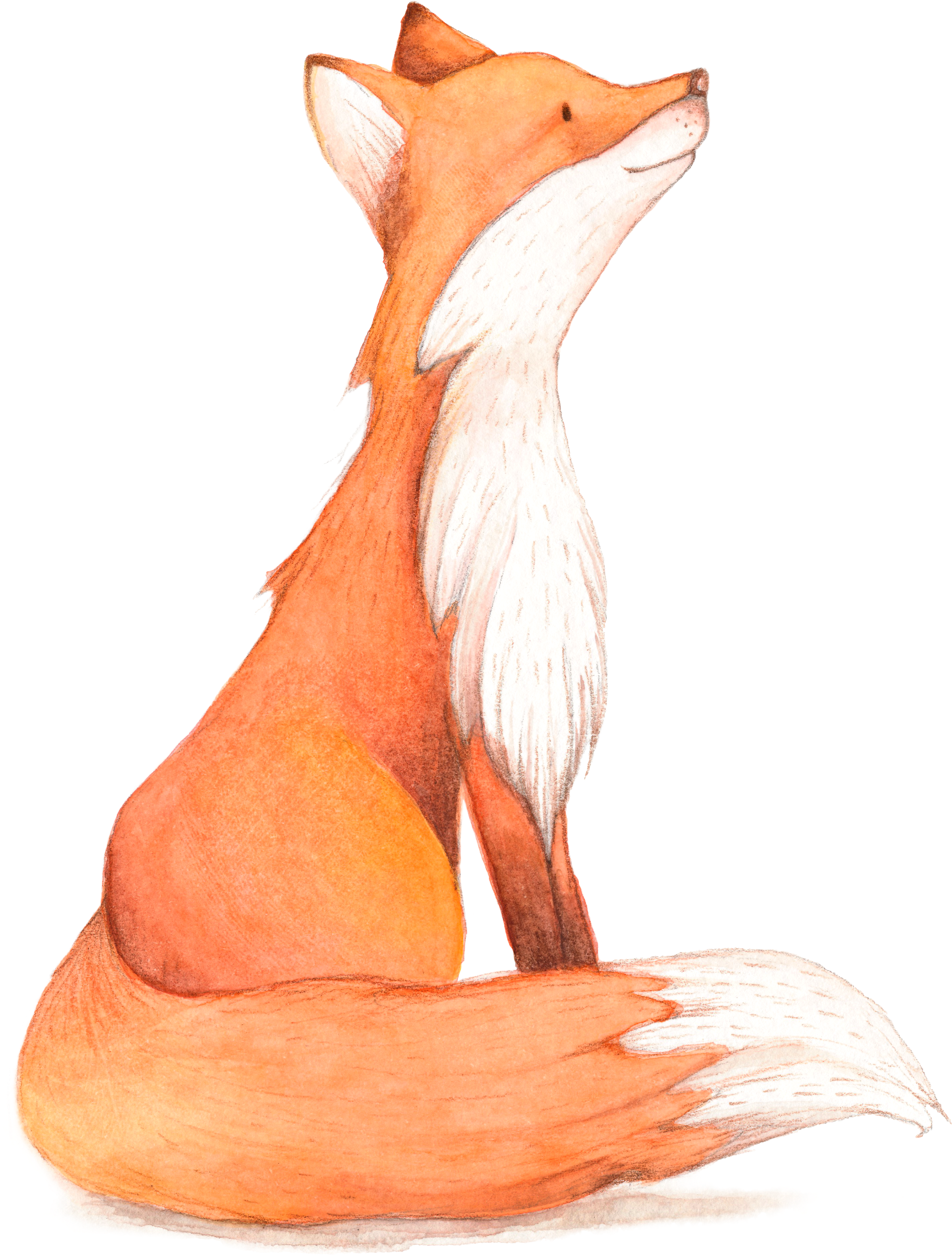 Birthday fox cartoon.