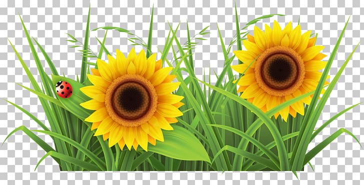 Weed Garden Lawn , sunflower PNG clipart