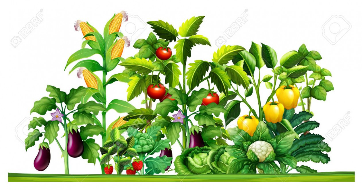 Clipart of Vegetable Garden