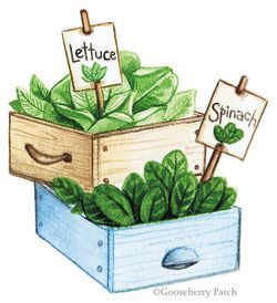 gardening clipart container