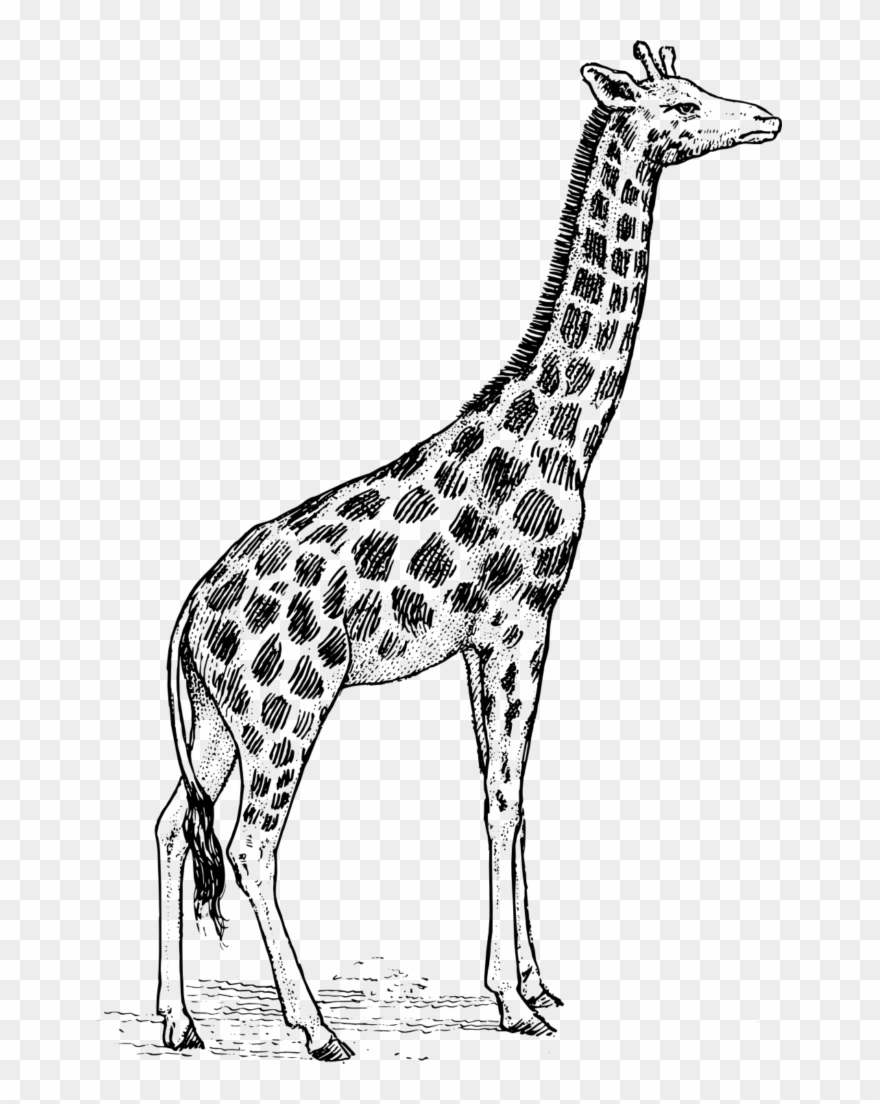 Giraffe Clipart Black And White