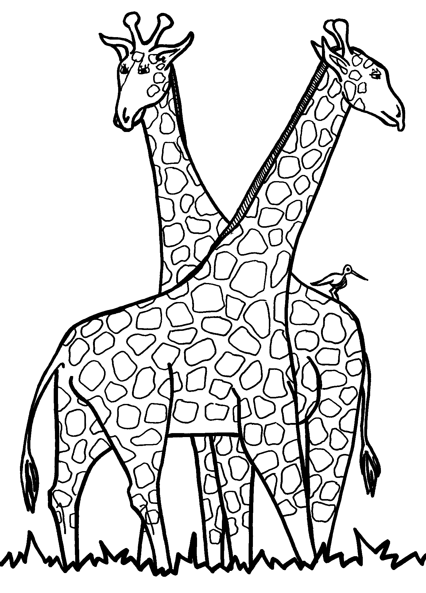 Giraffe coloring pages.