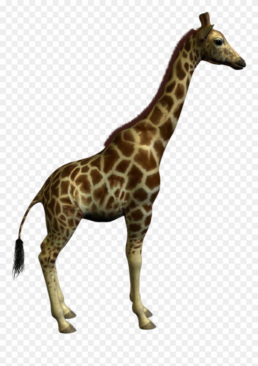 Giraffe clipart real.