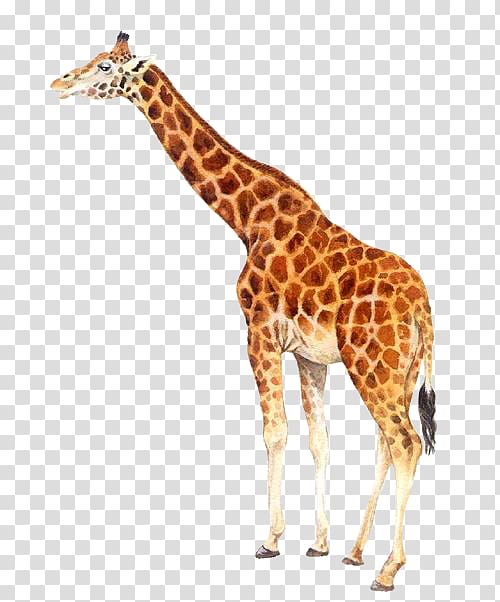 Northern giraffe , Real cute giraffe transparent background