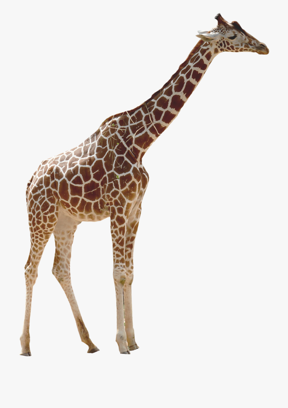 Giraffe Clipart Transparent Background