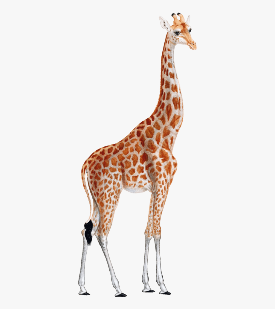 Giraffe giraffe png.